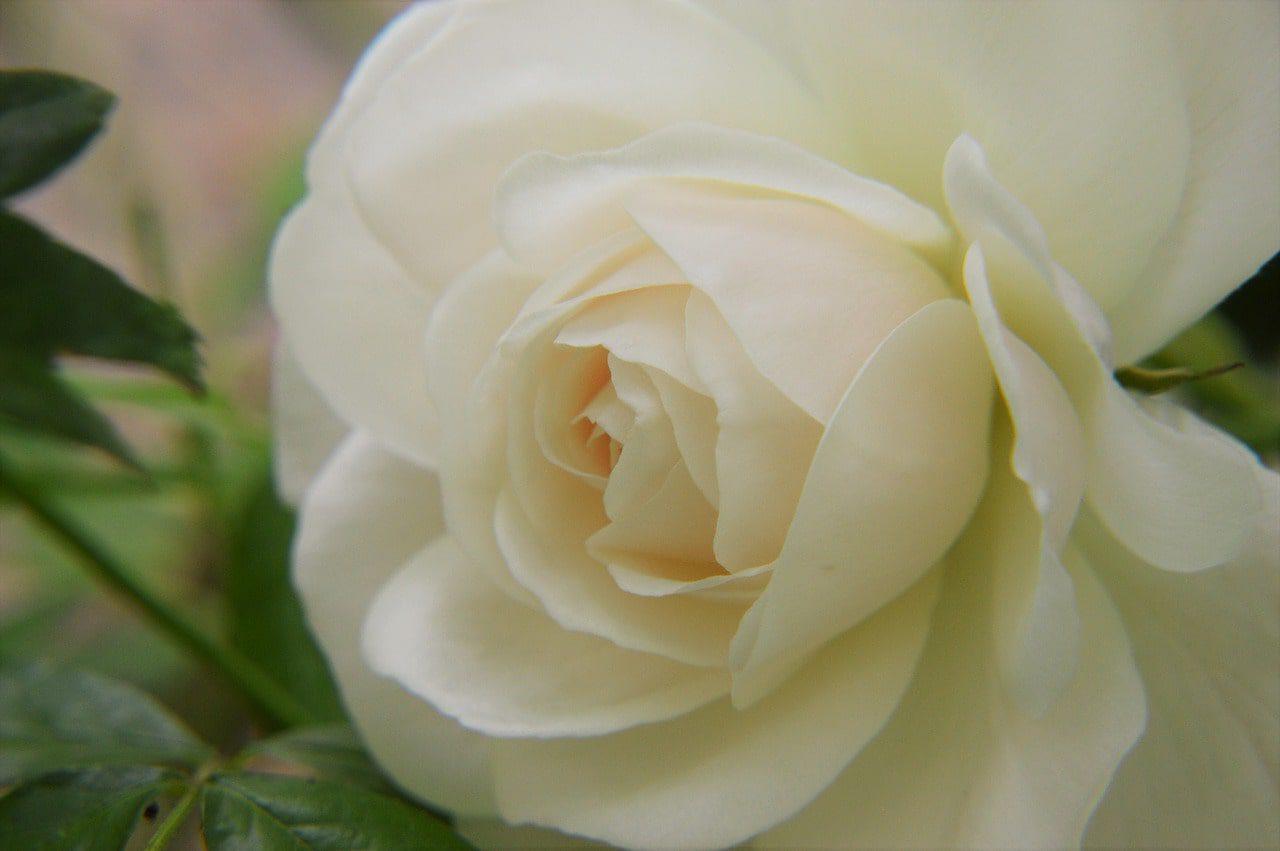 association le rosier blanc