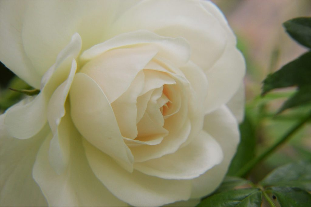 Association le rosier blanc