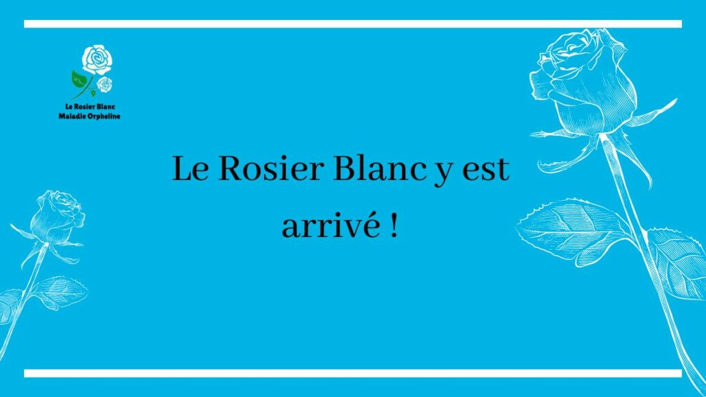 Le Rosier Blanc y est arrivé !