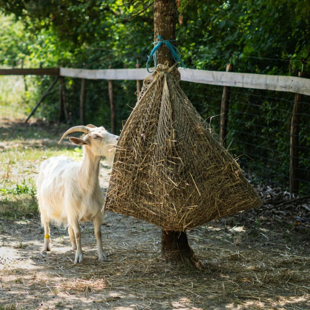 Atelier Répit Repos : Un souffle de répit au Refuge des Trois Dindes